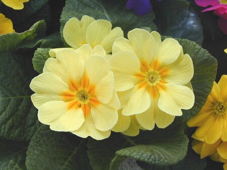Primrose Yellow Shades