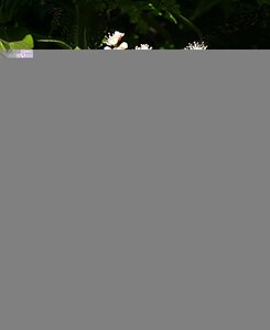 Prunus laurocerasus 7.5 Litre