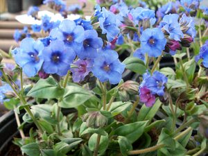 Pulmonaria Blue Ensign