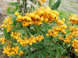 Pyracantha Golden Charmer