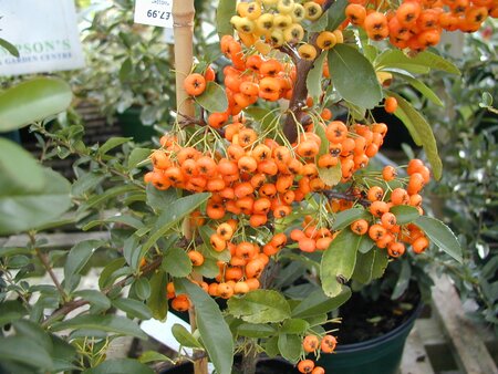 Pyracantha Orange Glow - image 1