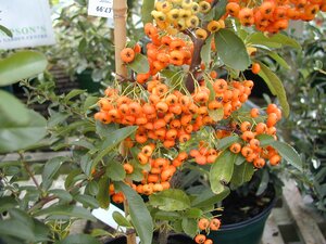 Pyracantha Orange Glow