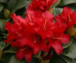 Rhododendron Bengal