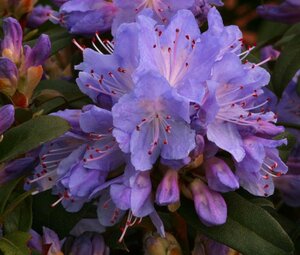 Rhododendron Blue Tit