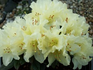 Rhododendron Cream Crest - image 1
