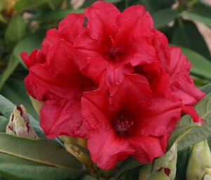 Rhododendron Dopey