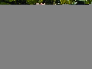 Rhododendron Dreamland