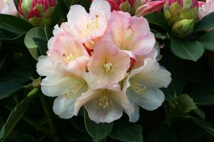 Rhododendron Golden Torch