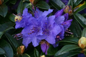 Rhododendron Gristede