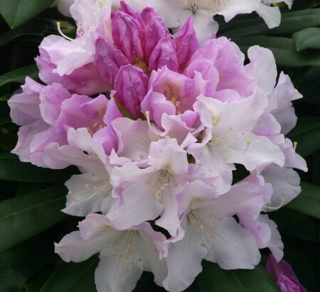 Rhododendron Hoppy