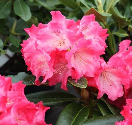Rhododendron Morning Red
