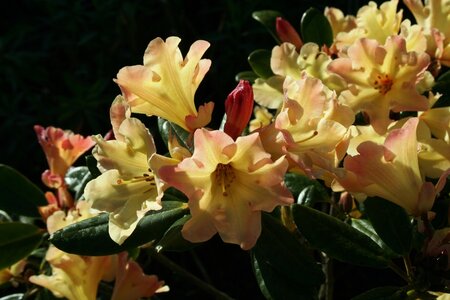 Rhododendron Nancy Evans