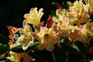 Rhododendron Nancy Evans