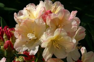 Rhododendron Percy Wiseman