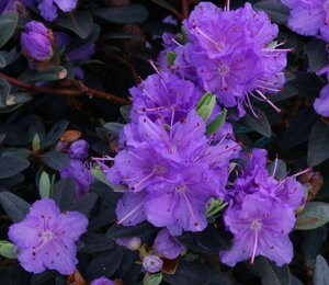 Rhododendron Ramapo