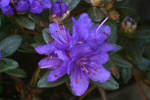 Rhododendron Sacko