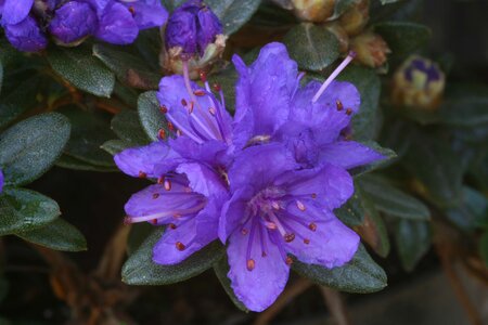 Rhododendron Sacko