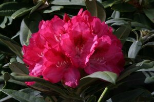 Rhododendron Sneezy