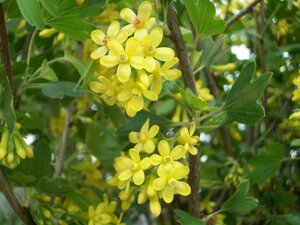 Ribes Odoratum