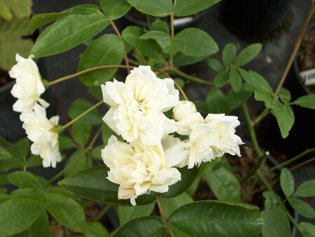 Rosa Banksii Alba - image 1