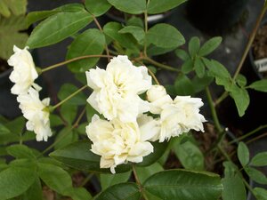 Rosa Banksii Alba - image 1