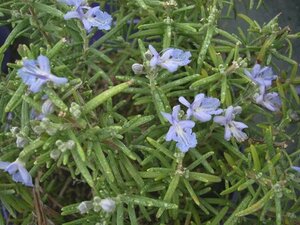 Rosmarinus off. Severn Seas