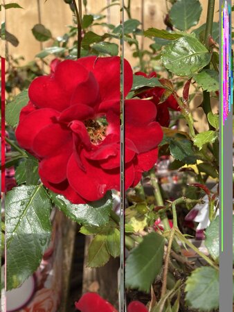 Ruby Anniversary - image 1