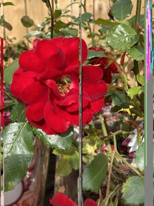 Ruby Anniversary - image 1