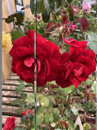 Ruby Anniversary - image 2