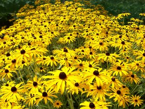 Rudbeckia fulgida Deamii