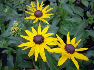 Rudbeckia fulgida Goldstrum