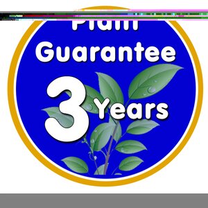 Rudbeckia fulgida Goldstrum