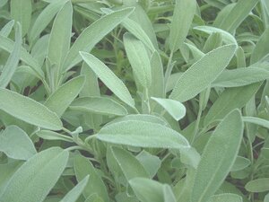 Sage