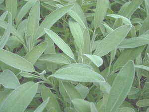 Sage