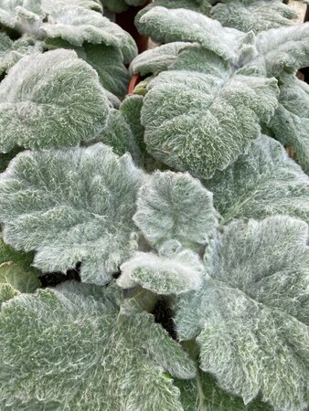 Salvia argentea Artemis