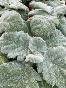 Salvia argentea Artemis