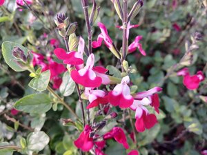 Salvia gre. Cherry Lips