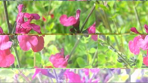 Salvia gre. Cherry Lips