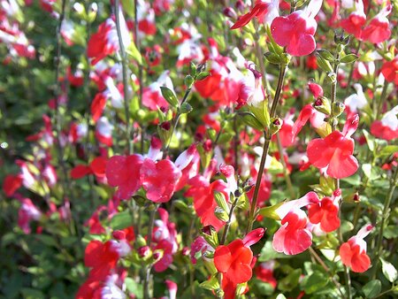 Salvia mic. Hot Lips - image 1