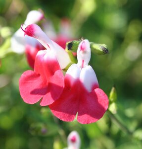 Salvia mic. Hot Lips - image 2