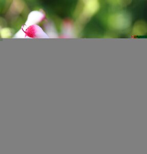 Salvia mic. Hot Lips