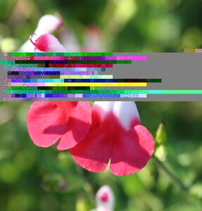 Salvia mic. Hot Lips