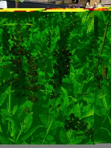 Salvia nemerosa May Night