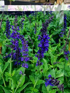 Salvia nemerosa May Night