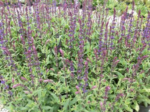 Salvia nemorosa Caradonna