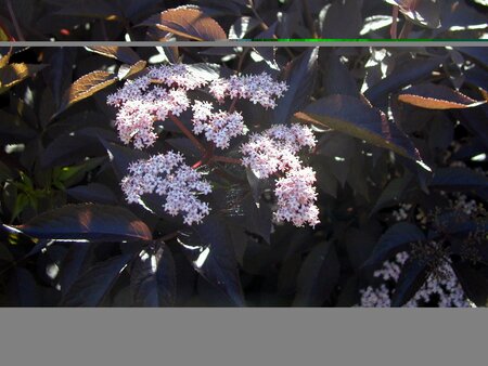 Sambucus nigra Black Lace - image 1