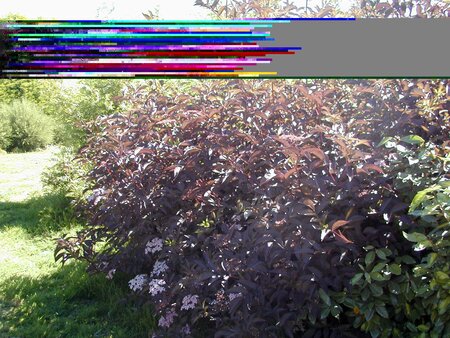 Sambucus nigra Black Lace - image 2