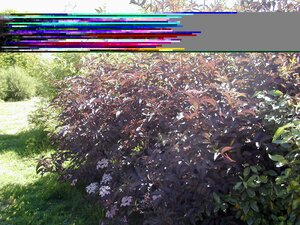 Sambucus nigra Black Lace - image 2