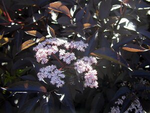 Sambucus nigra Black Lace