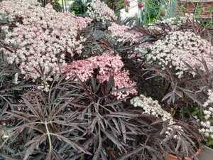 Sambucus nigra Black Lace